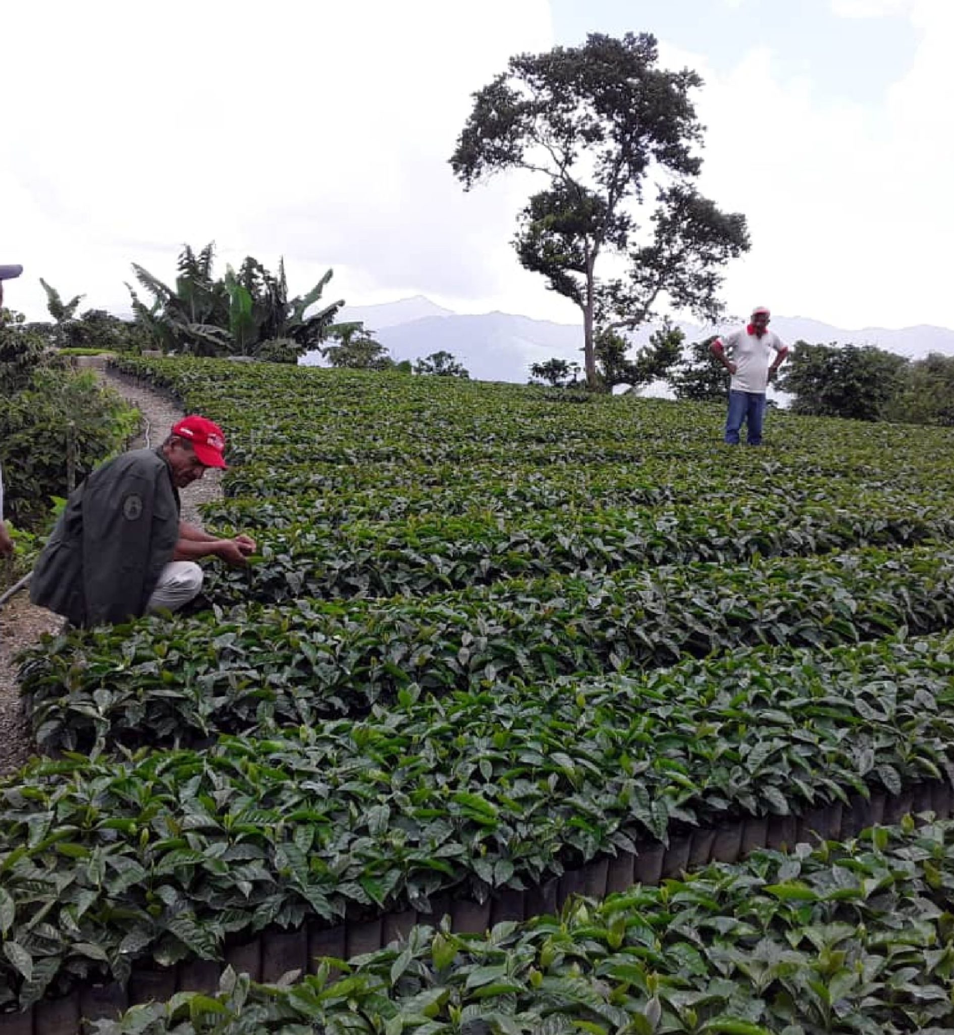 cortulara es cultural y empresarial_Mesa de trabajo 1